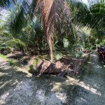 Bán hơn 1 mẫu vườn dừa hòa tịnh , chợ gạo