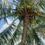 Cần bán 500m2 đất vườn dừa