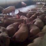 Cần bán trang trại chăn nuôi heo tại đồng nai 120.260m2 (12ha)