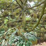 Sang lại hợp đồng mua bông cây sầu riêng- 1.4ha, 280 cây thu năm đầu