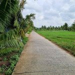 đất vườn dừa