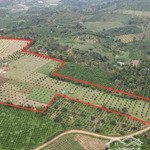 Bán đất giá rẻ trồng sầu riêng