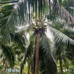 Bán đất vườn dừa tại châu bình
