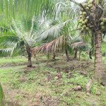 đất vườn dừa xiêm