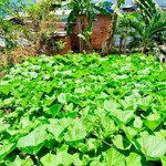 Bán nhà trung tâm đà nẵng có vườn trồng rau xanh. giá rẻ. liên hệ: 0938.917.985