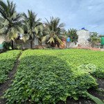Cho thuê đất vườn trồng rau