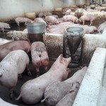 Bán trang trại lợn tại thanh hóa