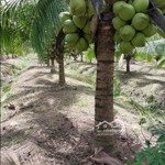 Cuối năm kẹt tiền cần bán gấp 1,9 hecta vườn dừa đang cho trái cách chợ thạnh bình 900m giá rẻ