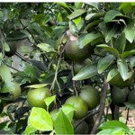 Bán vườn cây đủ các loại cây trái tại đồng nai