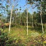 Cần bán 2,7ha đất rừng sản xuất đất thoải sẵn nguồn nước bám đường liên xóm tại kim bôi hòa bình