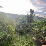 Chỉ 1.5 tỷ sở hữu 1.1 hec đất vườn cây ăn trái xen cà phê huyện lâm hà