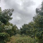 Bán đất vườn sầu riêng 130 cây thu 10 tấn phường an lạc tx buôn hồ