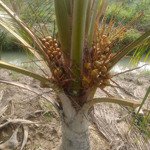 Bán vườn dừa malai đang cho trái