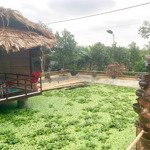 Bán đất bãi giữa sông hồng hoặc cho thuê đất để làm kinh doanh homestay, nông trại