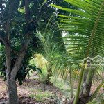 Bán hoặc cho thuê 9000m2 đất vườn sẵn full dừa đã cho trái