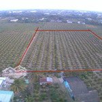 Cần bán mảnh vườn 73000m2 đang trồng thanh long