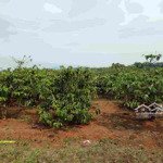 đất rẫy trồng cà phê (thích hợp cải tạo trồng sầu riêng + xây nhà)