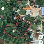 Cho thuê 4.500m2 đất vườn, có 500m2 thổ cư tại thị trấn ma lâm