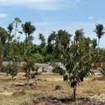 Bán sào đất vườn trồng sầu riêng