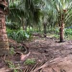 đất vườn dừa gần cầu phong nẫm bến tre