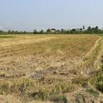 đất lúa được chuyển thổ xã hoà phú chưa qua đầu tư