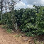 Cần bán vườn cà phê mặt tiền 70m sổ đầy đủ tại xã liên hiệp,huyện đức trọng lâm đồng