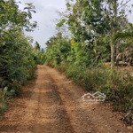 Bán vườn sầu riêng 600 cây thu từ 50 tấn tx buôn hồ đắk lắk