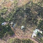 Cần bán rẫy 21.000m2 trồng sầu riêng dona năm thứ 7 xã hoà xuân bmt