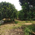 Bán vườn trái cây chính chủ 2000m2 giá chỉ 350 triệu tại thị xã bình long