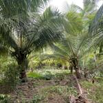 Bán 2941m2 đát vườn dừa có 300m2 thổ cư, lương phú giồng trôm, bến tre