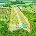 Cần vốn làm ăn nên cần nhượng lại farm sầu riêng khánh vĩnh rộng 3ha đã đầu tư bài bản, đường oto