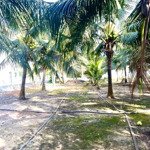 Bán vườn dừa 870m2 (17x37 x80tc) tại xã long mỹ phước hải giá 2ty650 còn thương lượng