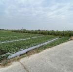 đất lúa được chuyển thổ xã hoà phú đường 5m