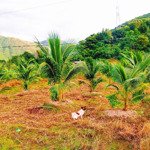Vườn dừa ninh ích, ninh hoà - 550 triệuiệu