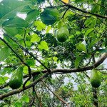 Cần bán gấp vườn trái cây sầu riêng, bơ, mận, có nhà sẵn 5166m2/ 750 triệuiệu
