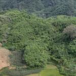 Bán gấp lô đất có diện tích 1,5ha ( thực tế 3ha) full rừng sản xuất