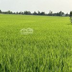 Bán đất ruộng xã nhị mỹ huyện cao lãnh tỉnh đồng tháp