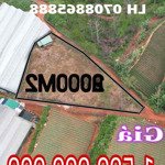 2000m2 lạc dương 1ty5