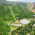 23.000m2 (2,3 ha) vườn caffe, sầu riêng chỉ 6 tỷ