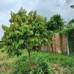 Bán đất trồng sầu riêng quận ô môn cần thơ