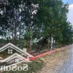 Bán đất củ chi đường nguyễn thị rành hơn 3 xào, làm gì cũng được