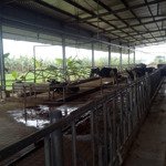 Bán hoặc tìm đối tác hợp tác khai thác trang trại bò sữa siêu đẹp