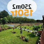 đất nhà vườn 250m2 ( sẵn 100tc ) - ngay vòng xoay đồng xoài