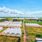 Mô hình dưa lưới đã trồng 4939m2 chỉ 1triệu/m2, có nhà cấp 4, khu vực farm hoà thắng