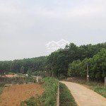 2.5ha chỉ 1.75 tỷ tất thắng, thanh sơn cách wyndham thanh thuỷ 8km