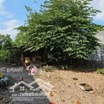 Bán đất kinh doanh mt nguyễn thị ngâu, thới tam thôn, gần coop mart hóc môn dt 120m2/800tr shr