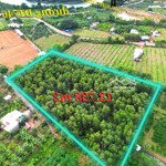 13.738 m2 - trên đất có cây tràm - 12 tỷ - ngay dự án cầu hiếu liêm 2 - đường xe cont