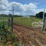 1,2 ha sầu riêng, đất phẳng 250m thổ, rào lưới b40, kdc đông đúc