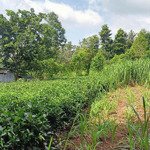 đất nghỉ dưỡng ba trại, ba vì, hà nội cần bán nhanh lô góc siêu đẹp 1815m2 giá đầu tư chỉ 2,x tr/m2