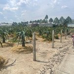 Bán 1000 mv lúa 16.5 x 61 đường đan 1.2 m cách nhựa nguyễn thông 100 m 1 đường thẳng